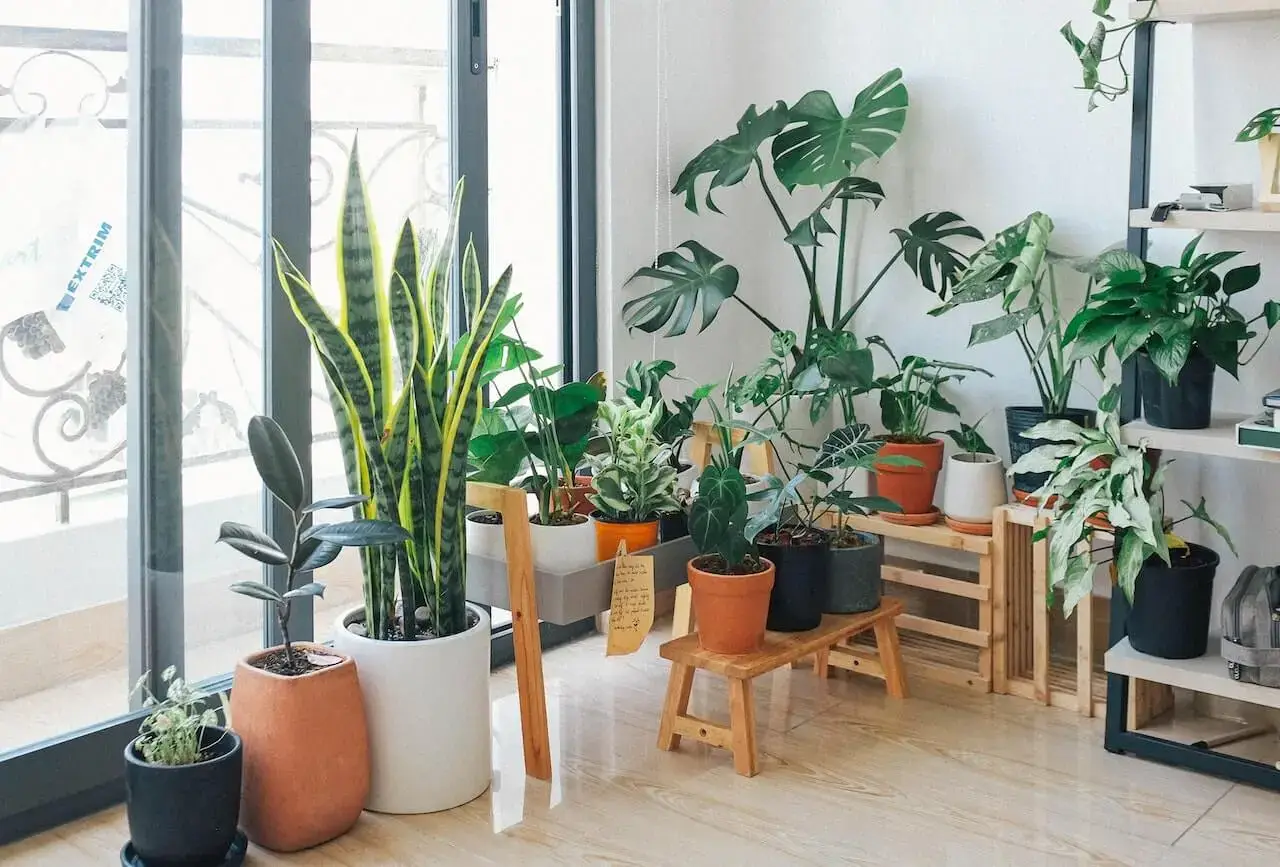 11 Best Indoor Plants for Oxygen Breathe Easy Garden to Glam