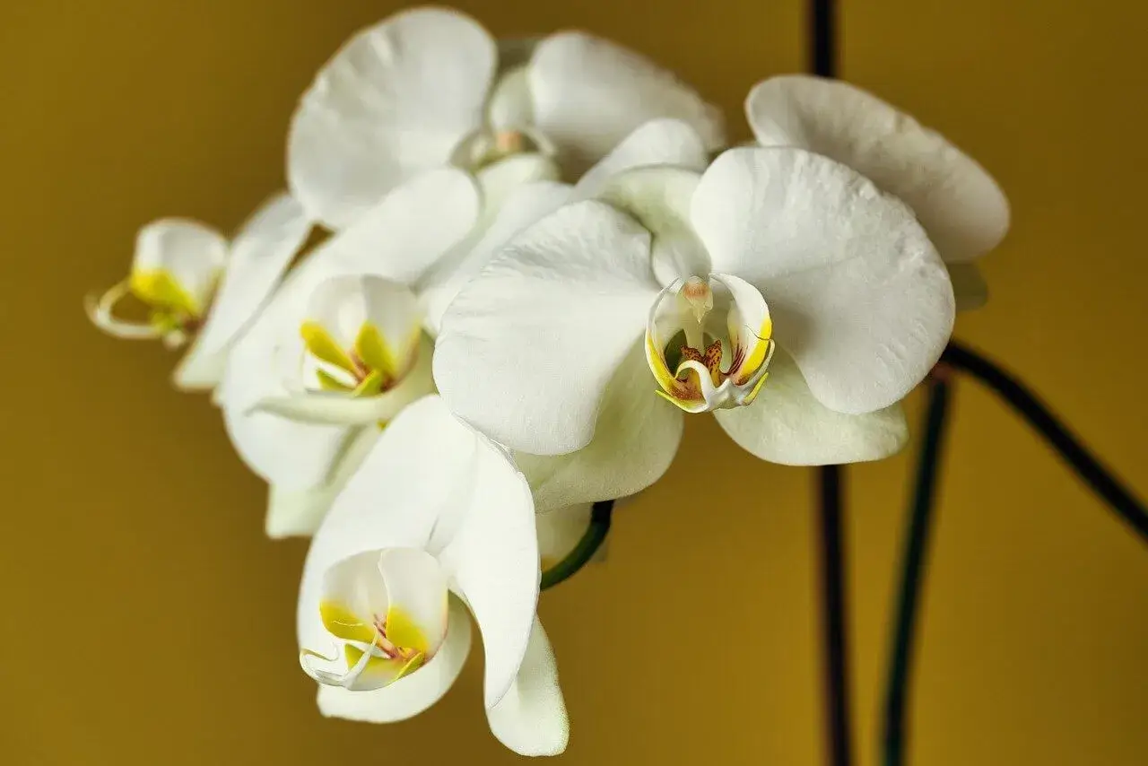 unlocking-the-secrets-to-successfully-blooming-orchids-12-varieties